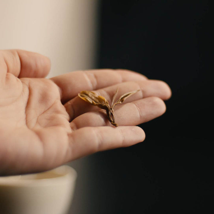 Oolong-Teeblatt (Da Hong Pao) in einer Hand präsentiert
