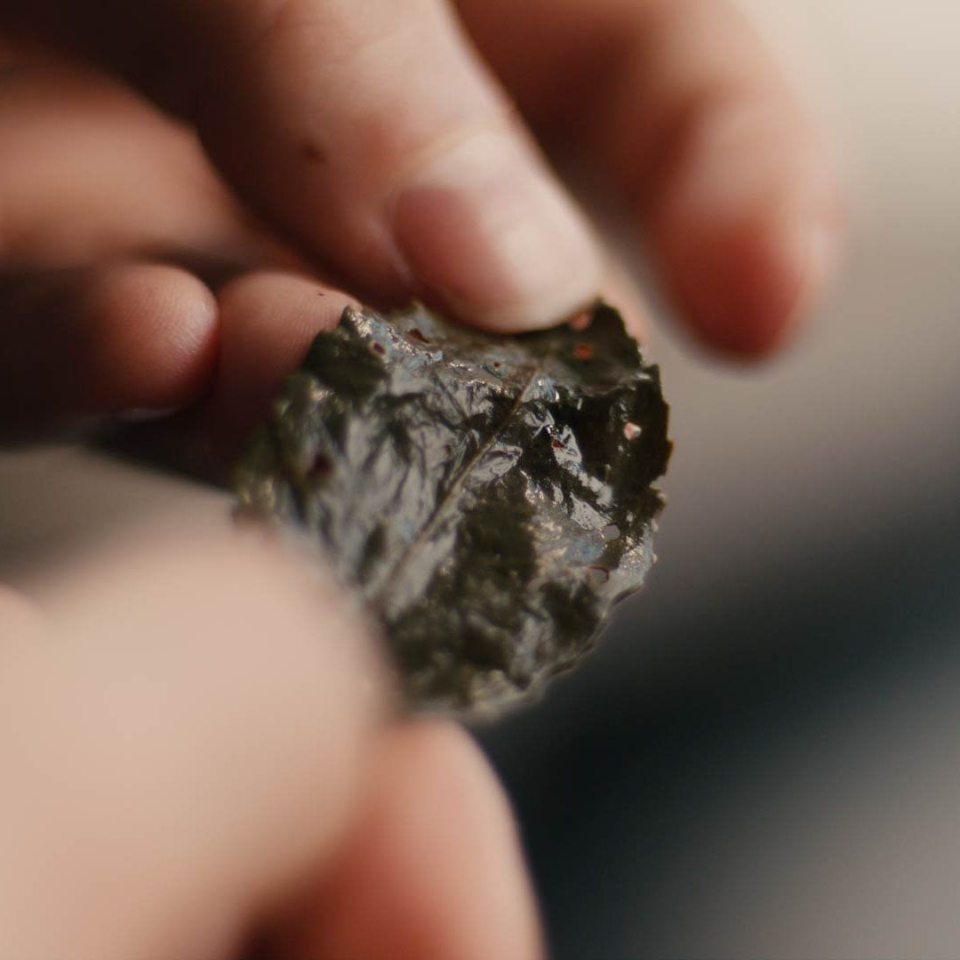 Tie Guan Yin Oolong Teeblatt in der Hand gehalten