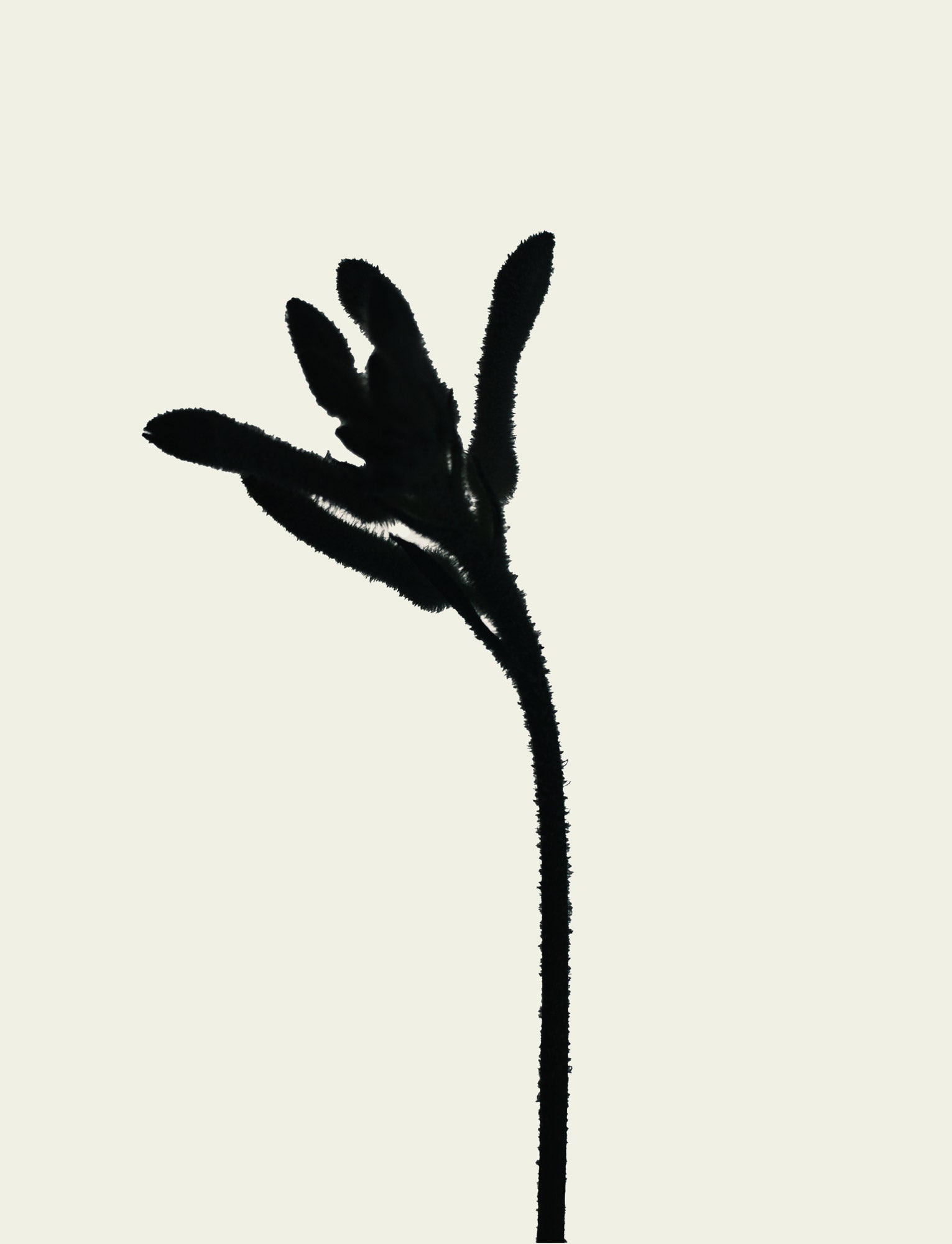 Seitliche Ansicht einer Blume, die als Silhouette in Szene gesetzt wird, mit betonten Umrissen.