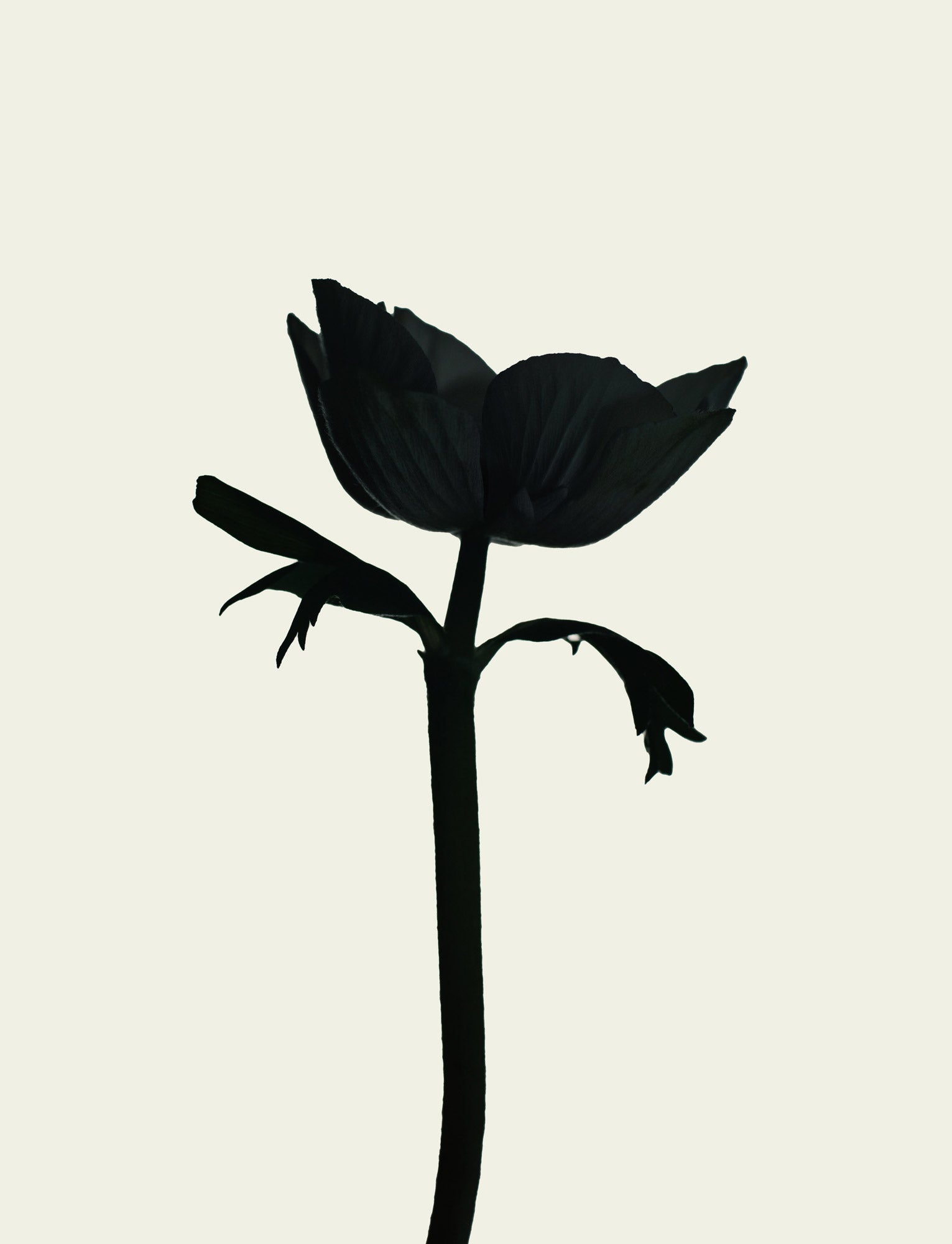 Seitliche Ansicht einer Mohnblume, die als Silhouette in Szene gesetzt wird, mit betonten Umrissen.