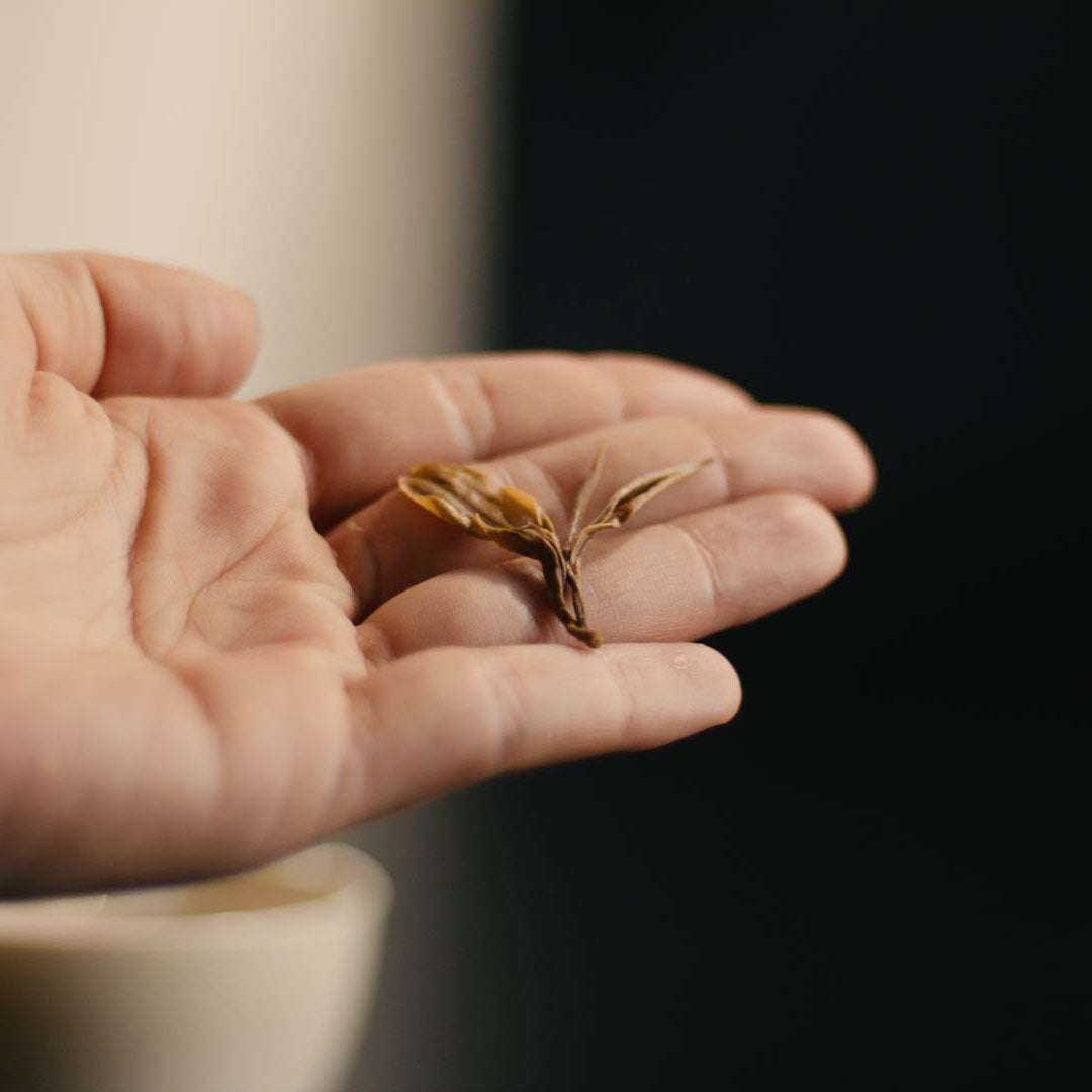 Oolong-Teeblatt (Da Hong Pao) in einer Hand präsentiert