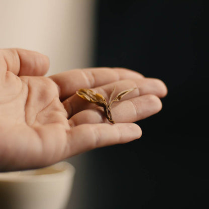Oolong-Teeblatt (Da Hong Pao) in einer Hand präsentiert