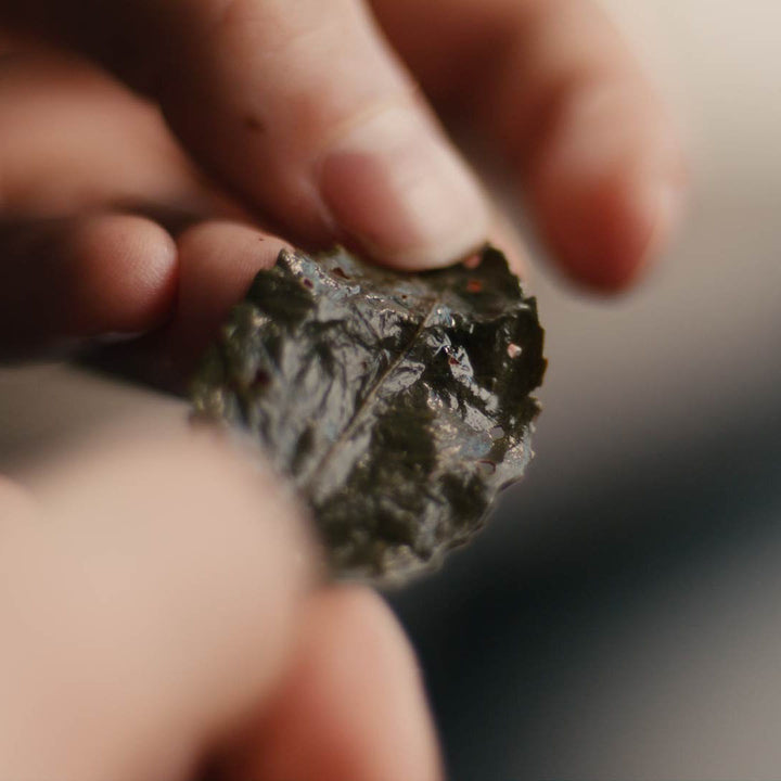 Tie Guan Yin Oolong Teeblatt in der Hand gehalten